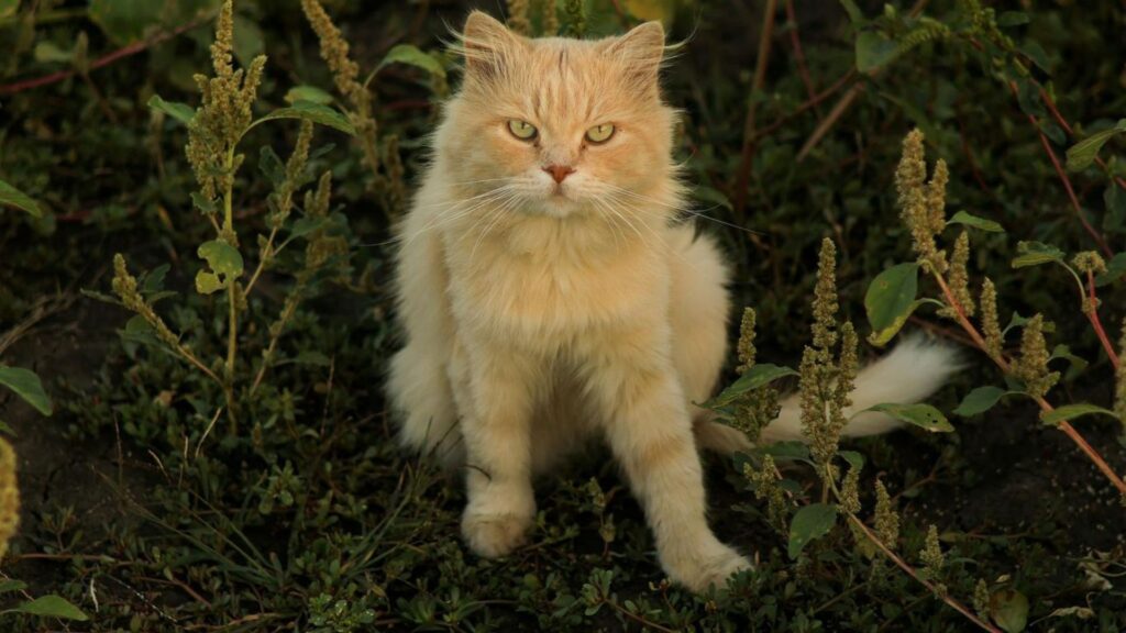balkanski genotip program koji nas sprecava da budemo ono sto jesmo 2
